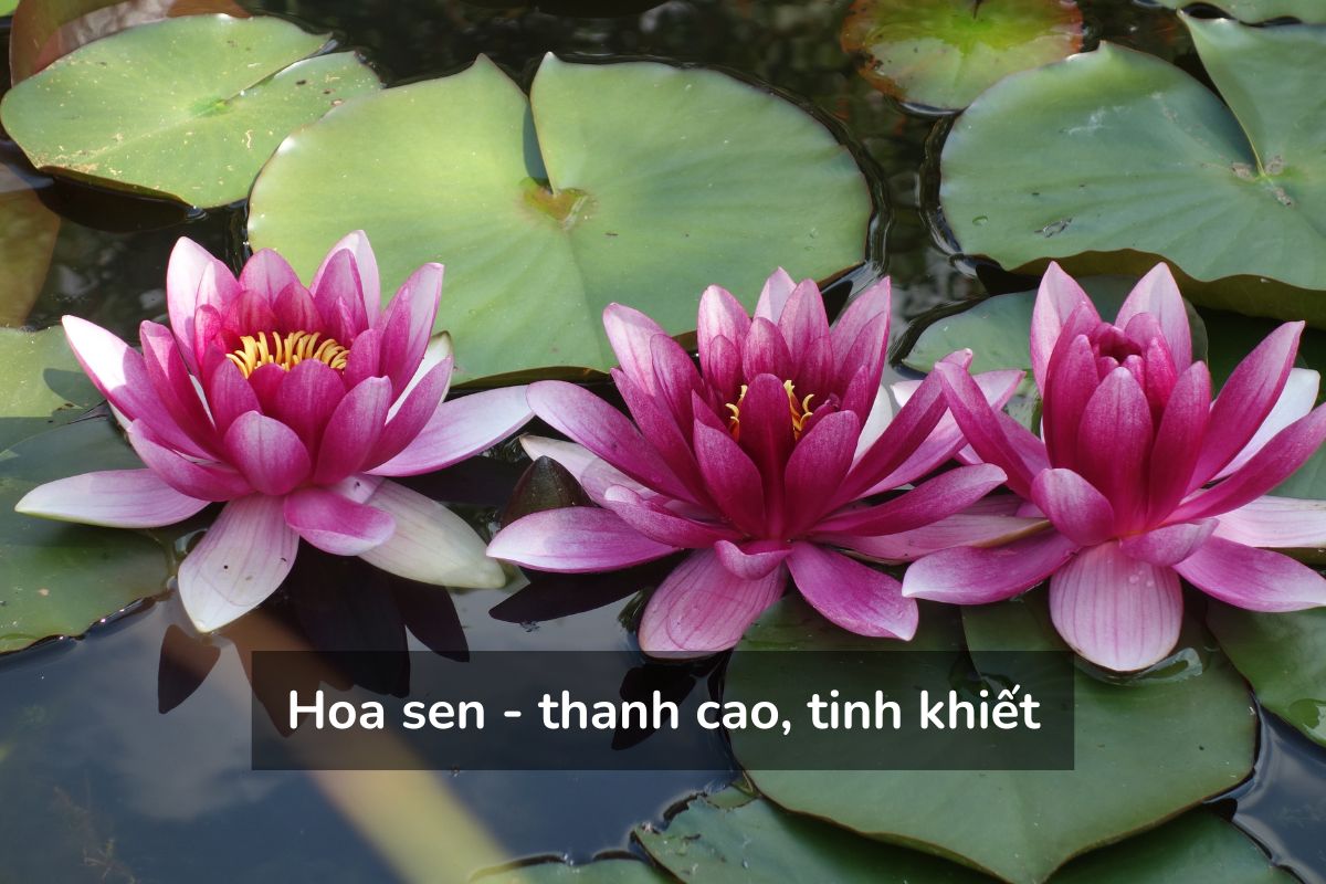 Hoa sen - thanh cao, tinh khiết