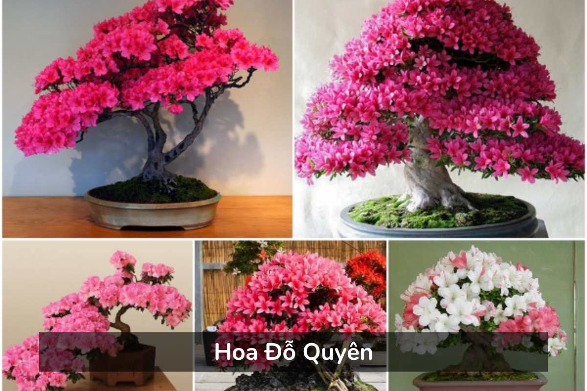 Hoa Đỗ Quyên