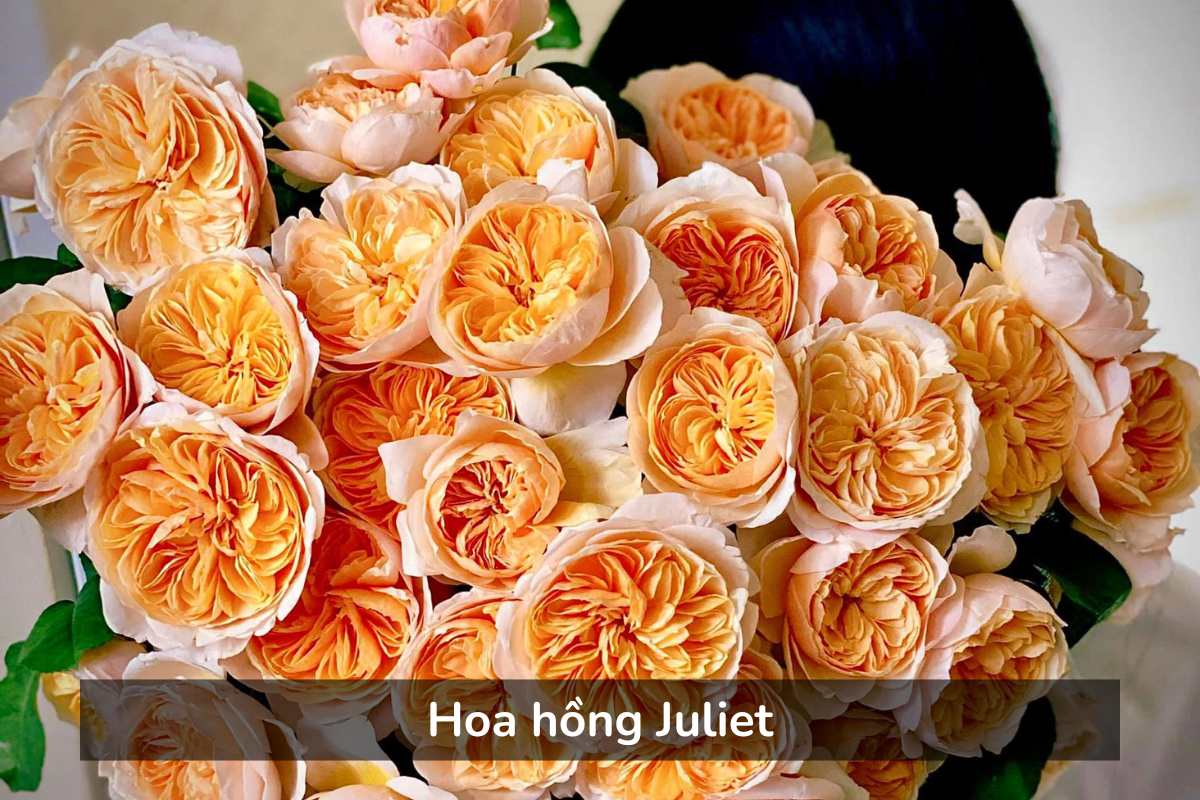 Hoa hồng Juliet