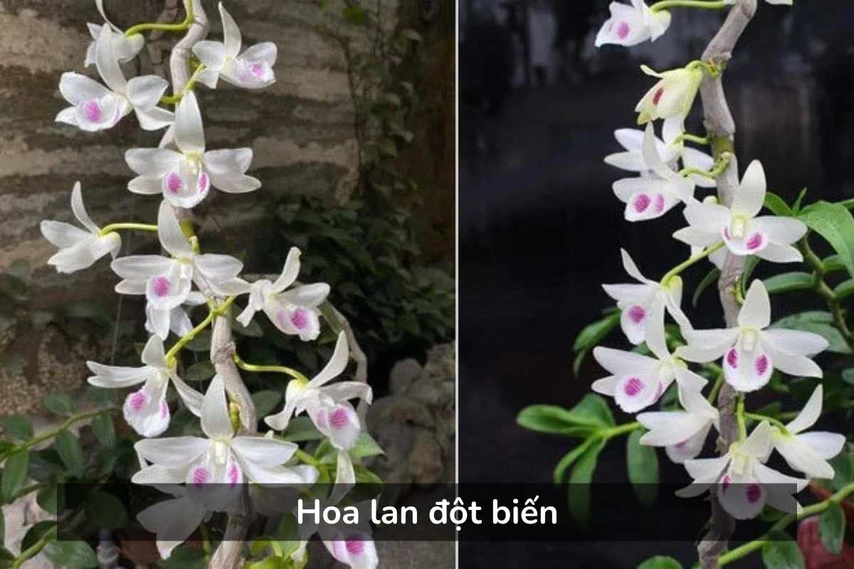 Hoa lan đột biến