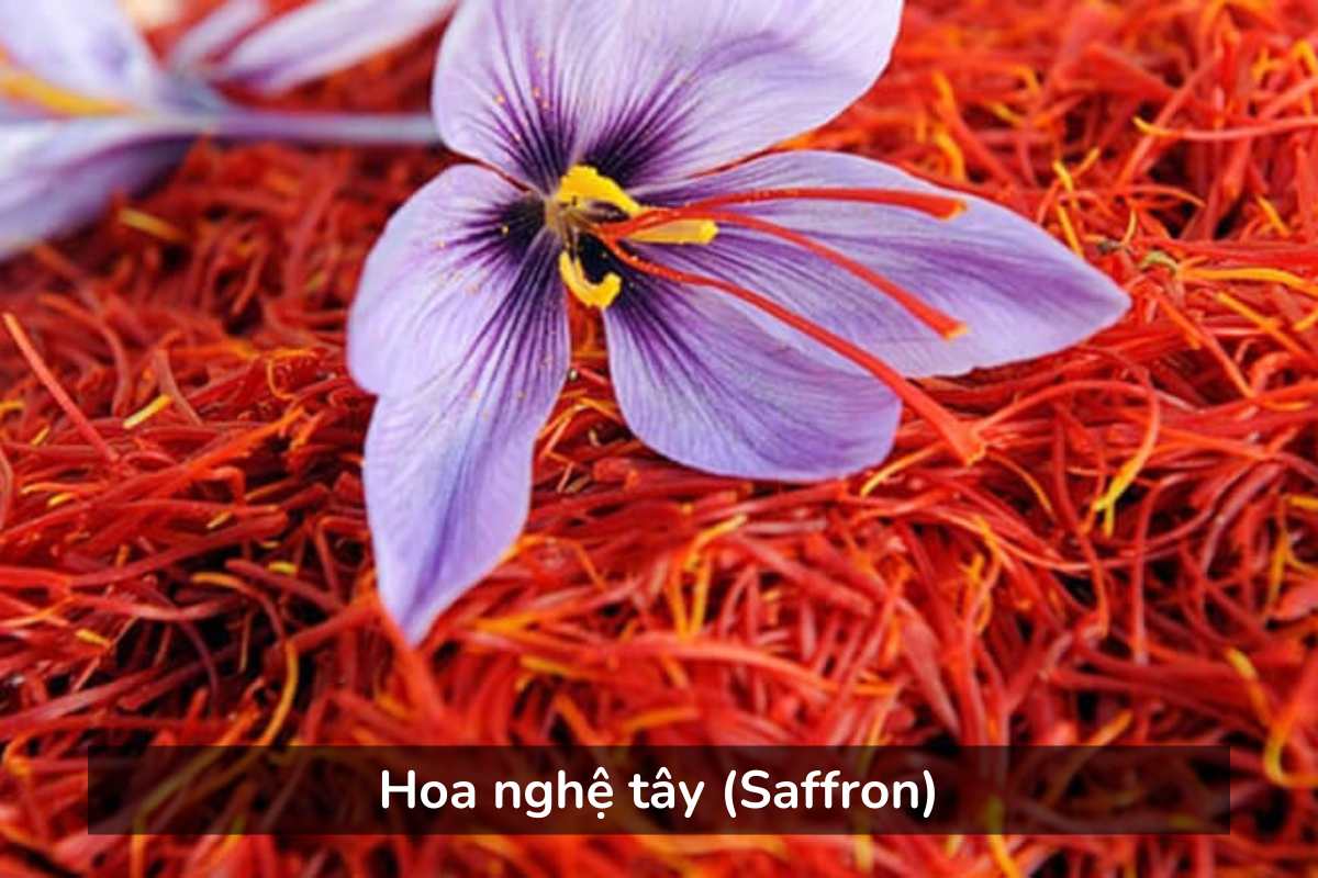 Hoa nghệ tây (Saffron)
