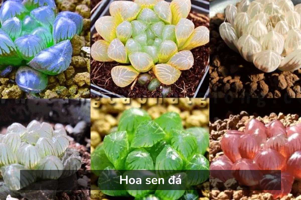 Hoa sen đá