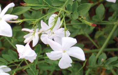 Trà Hoa Nhài: Phương Pháp Tạo Hương Thơm Cho Trà Hoa Nhài