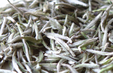 Chế Biến Trà Trắng Truyền Thống: Kỹ Thuật Fading Nâng Cao Chất Lượng Trà