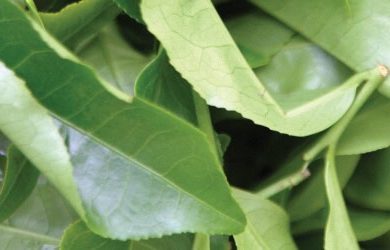 Trà Assam Là Gì? Những điều Thú Vị Mà Ta Chưa Biết Về Loại Trà Này