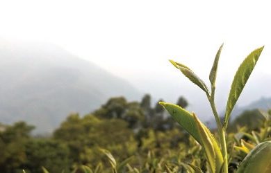 Cây Trồng Trà Là Gì? Tìm Hiểu Về Giống Cây Trồng Trà Cây Trồng Trà Là Gì? Tìm Hiểu Về Giống Cây Trồng Trà