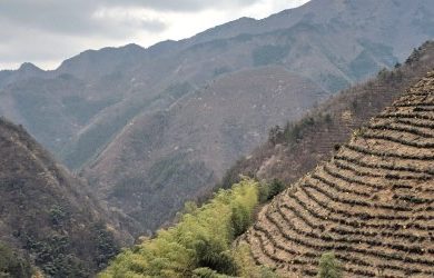 Thu Hoạch Trà: 5 Dấu Hiệu Xác định Một Trang Trại Trà Tốt Thu Hoạch Trà: 5 Dấu Hiệu Xác định Một Trang Trại Trà Tốt