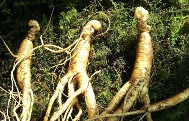 Trà Nhân Sâm Là Gì? Loại Trà Dễ Thưởng Thức Mà Người Yêu Trà Nên Biết Trà Nhân Sâm Là Gì? Loại Trà Dễ Thưởng Thức Mà Người Yêu Trà Nên Biết