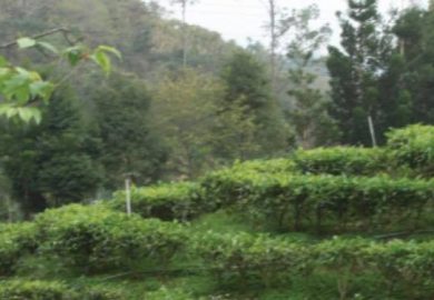 Trà ô Long Mà Chúng Ta Nên Biết: Terroir Và Truyền Thống Trà ô Long Mà Chúng Ta Nên Biết: Terroir Và Truyền Thống