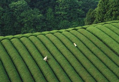 Trà Matcha Và 10 Sự Thật Ngạc Nhiên Mà Có Thể Bạn Chưa Biết