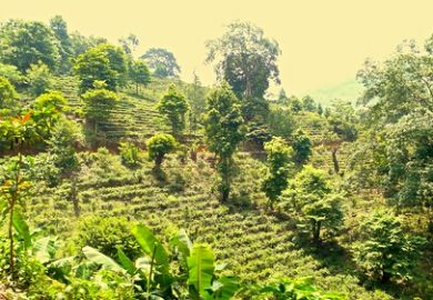 Núi Nannuo (2): Bí Mật Về Những Ngọn Núi Trồng Trà Là Gì? Núi Nannuo (2): Bí Mật Về Những Ngọn Núi Trồng Trà Là Gì?