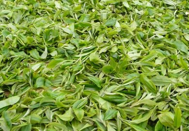 Chuyến đi đến Làng Banpen-ngôi Làng Có Nhiều Truyền Thống Về Trà.