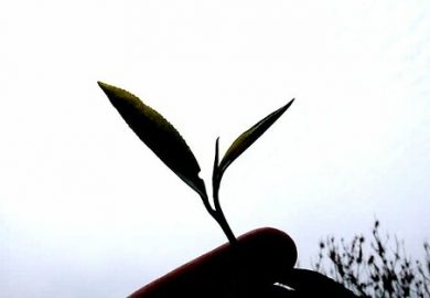 Trà Hữu Cơ Và Câu Chuyện Về Người Nông Dân Trồng Trà Sạch