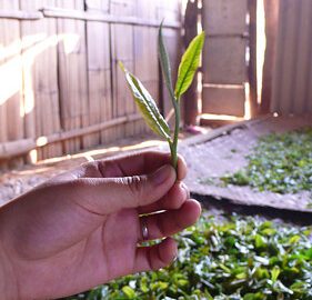 Thời Tiết Khô đã ảnh Hưởng Như Nào đến Những Cây Trà?