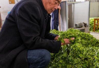Trà Long Tỉnh Hữu Cơ – Những điều Mà Chúng Ta Chưa Biết Trà Long Tỉnh Hữu Cơ – Những điều Mà Chúng Ta Chưa Biết