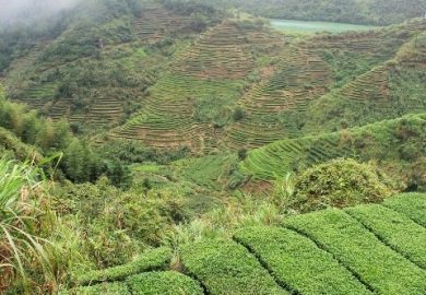 Quê Hương Trà Phúc Kiến – Sự đổi Mới đáng để Chúng Ta Chú ý