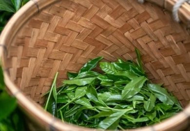 Quê Hương Trà Xanh Nhật Bản – Trung Tâm Nghề Trà Shizuoka