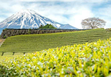 Quê Hương Trà Xanh Nhật Bản – Trung Tâm Nghề Trà Shizuoka