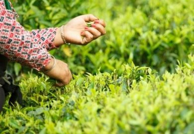 Các Vườn Trà đơn Lẻ ở Châu Á Thu Hút Với Chất Lượng Tuyệt Vời Các Vườn Trà đơn Lẻ ở Châu Á Thu Hút Với Chất Lượng Tuyệt Vời