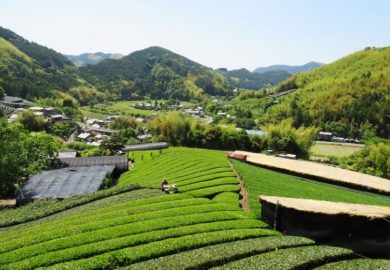 Các Vườn Trà đơn Lẻ ở Châu Á Thu Hút Với Chất Lượng Tuyệt Vời Các Vườn Trà đơn Lẻ ở Châu Á Thu Hút Với Chất Lượng Tuyệt Vời