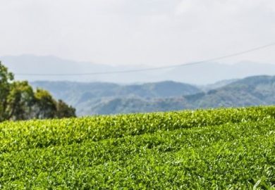 Hojicha Hữu Cơ – Bạn đã Nghe đến Khái Niệm Này Trước đây Chưa? Hojicha Hữu Cơ – Bạn đã Nghe đến Khái Niệm Này Trước đây Chưa?