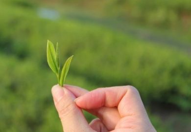 Lá Trà Rời Và Phương Pháp Lựa Chọn để Có được Những Lá Chất Lượng Lá Trà Rời Và Phương Pháp Lựa Chọn để Có được Những Lá Chất Lượng