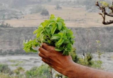 Trà Và Giấc Ngủ Của Bạn Có Mối Liên Hệ Gì Với Nhau Hay Không? Trà Và Giấc Ngủ Của Bạn Có Mối Liên Hệ Gì Với Nhau Hay Không?