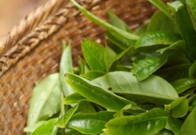 Trà Vân Nam: Địa Phương Trồng Trà Nổi Tiếng Của Trung Quốc Trà Vân Nam: Địa Phương Trồng Trà Nổi Tiếng Của Trung Quốc