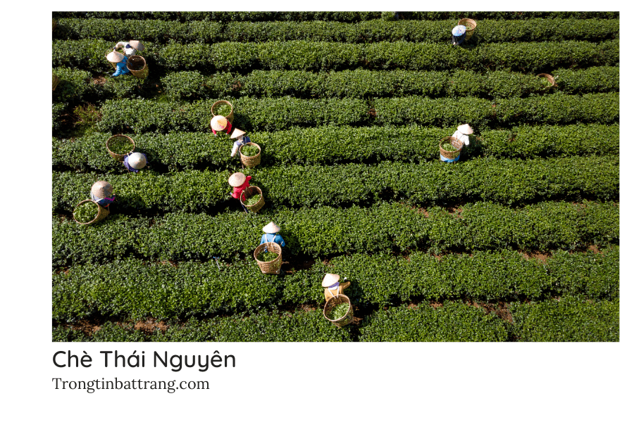 Điểm khác biệt giữa trà xanh Thái Nguyên và các loại trà khác