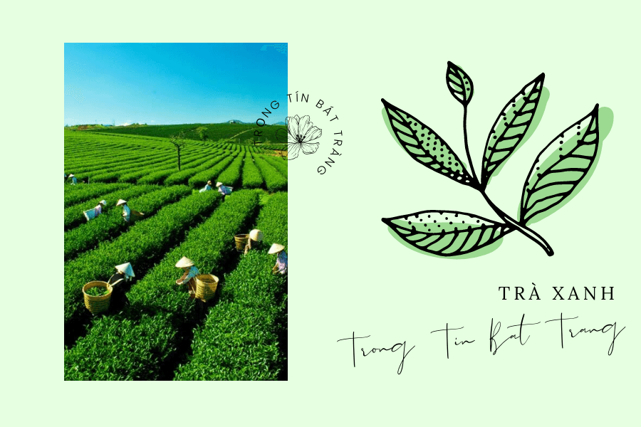 Trà Thái Nguyên đặc sản nổi tiếng được trồng rất lâu đời