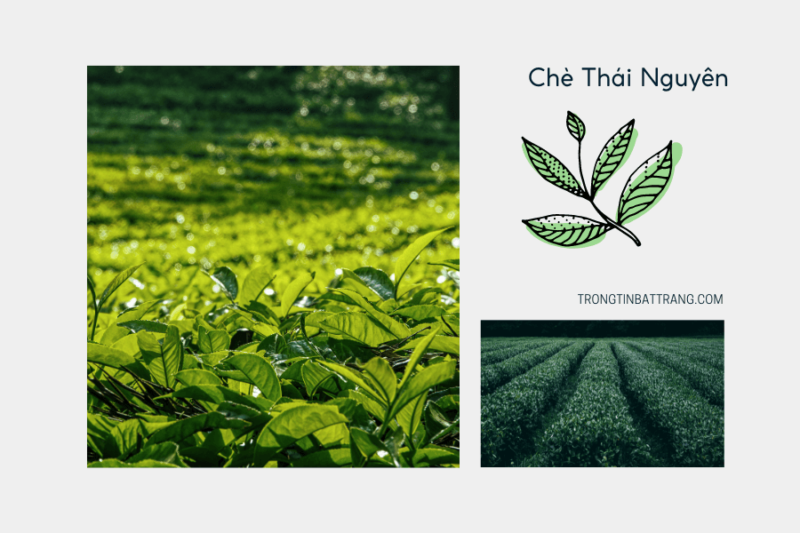 Trà xanh Thái Nguyên