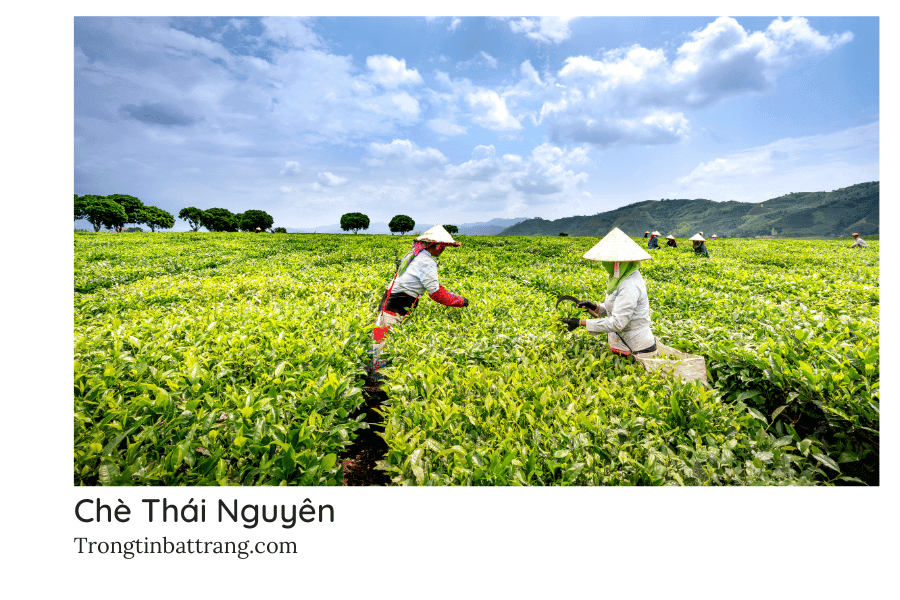 Thái Nguyên, Việt Nam