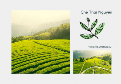 Trongtinbattrang.com - Che Thai Nguyen - 3 Loại che dac san Thai Nguyen noi tieng nhat Tan Cuong - THUMB