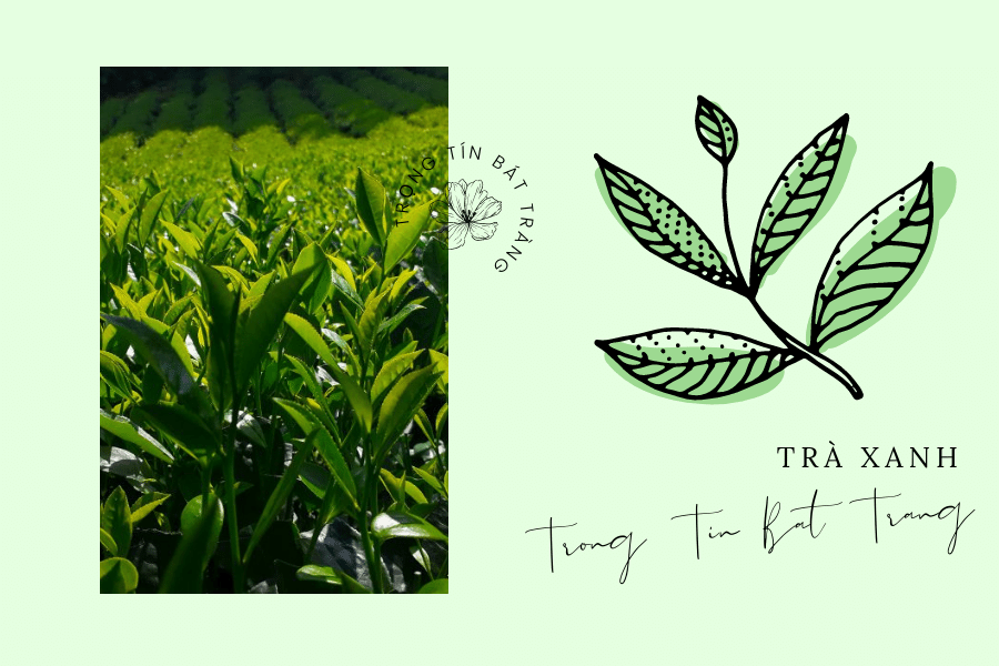 Trọng Tín Bát Tràng- Những điều cần biết về trà Thái Nguyên 