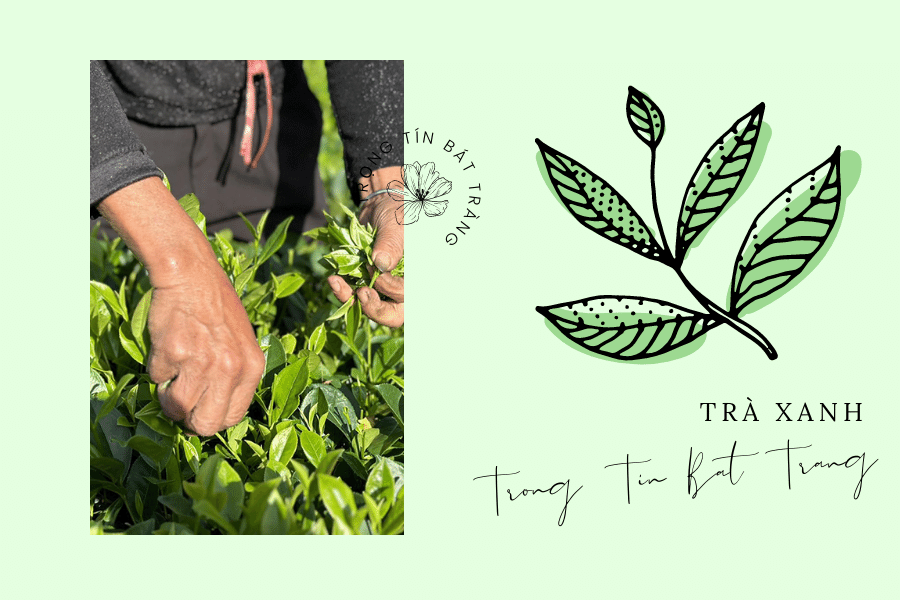 Trọng Tín Bát Tràng- Những điều cần biết về trà Thái Nguyên 