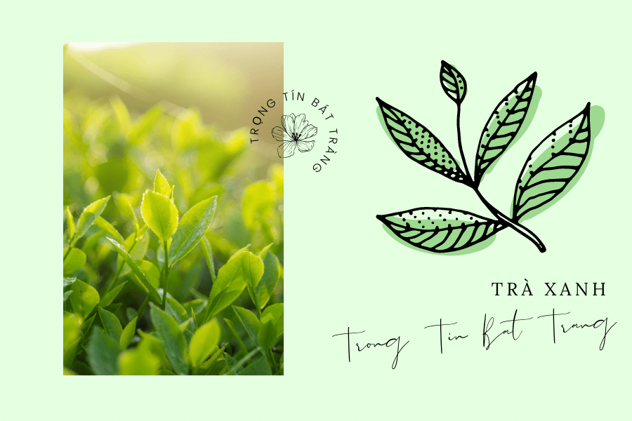 Trọng Tín Bát Tràng- Trà xanh Thái Nguyên và những lợi ích tuyệt vời cho sức khỏe 