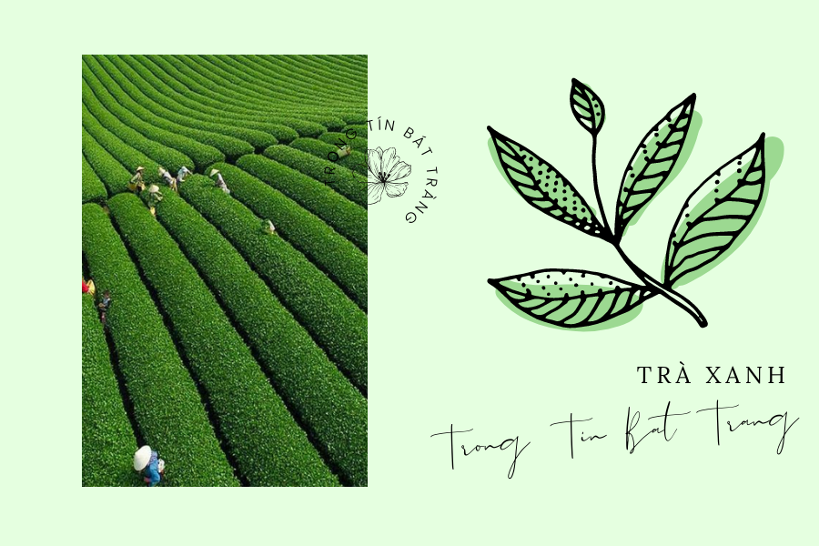 Trọng Tín Bát Tràng- Trà xanh Thái Nguyên và những lợi ích tuyệt vời cho sức khỏe 