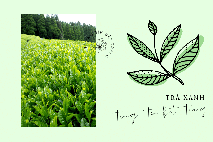 Trọng Tín Bát Tràng- Cách phân biệt và lựa chọn trà Thái Nguyên chất lượng cao 