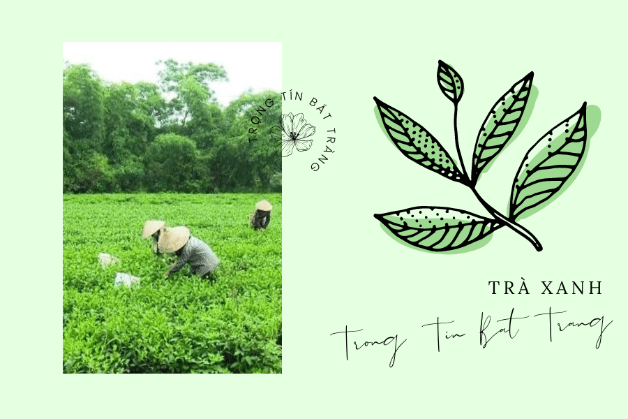 Trọng Tín Bát Tràng- Chè Thái Nguyên – Hương vị làm nên danh trà Việt Nam 