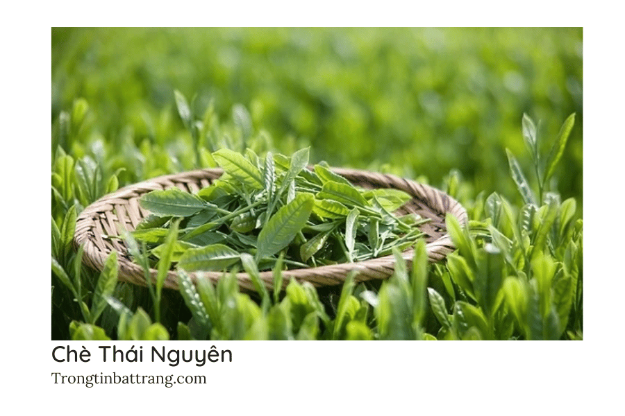 Trọng Tín Bát Tràng- Công dụng và những điều cần lưu ý khi uống trà xanh Thái Nguyên 