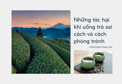 Trọng Tín Bát Tràng- Những tác hại khi uống trà sai cách và cách phòng tránh