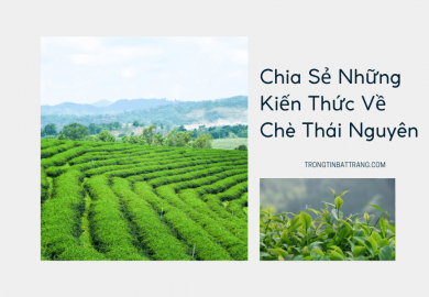 Trọng Tín Bát Tràng- Chia Sẻ Những Kiến Thức Về Chè Thái Nguyên