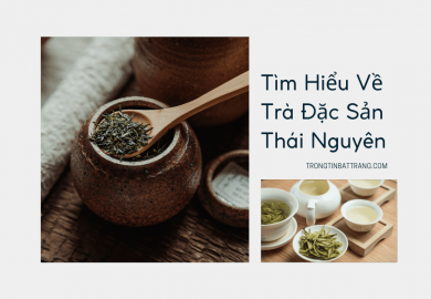 Trọng Tín Bát Tràng- Tìm Hiểu Về Trà Đặc Sản Thái Nguyên Trọng Tín Bát Tràng- Tìm Hiểu Về Trà Đặc Sản Thái Nguyên