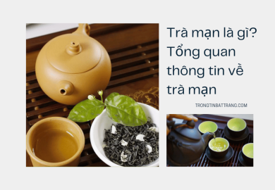 Tổng quan thông tin về trà mạn Tổng quan thông tin về trà mạn