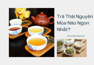 Trà Thái Nguyên Mùa Nào Ngon Nhất Trà Thái Nguyên Mùa Nào Ngon Nhất