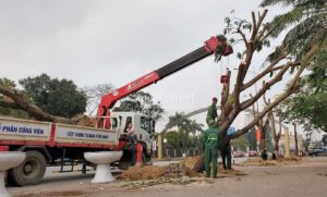 Vận Tải Xanh – Dịch vụ chuyên cẩu cây xanh tại Hà Nội – Giá rẻ, uy tín