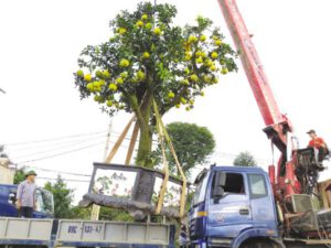 Vận Tải Xanh – Dịch vụ chuyên cẩu cây xanh tại Hà Nội – Giá rẻ, uy tín