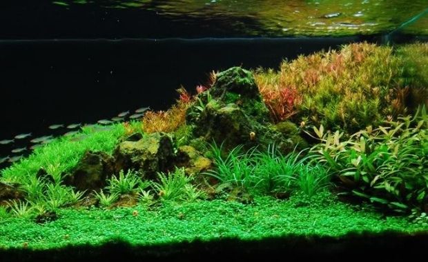 Thảm cỏ nhân tạo trang trí bể cá