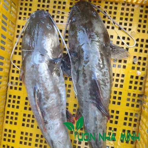 Mua Cá Lăng Tươi Ngon - Chắc Thịt - Giá Thành Hợp Lý Tại Hà Nội – Gọi 0916526868 04
