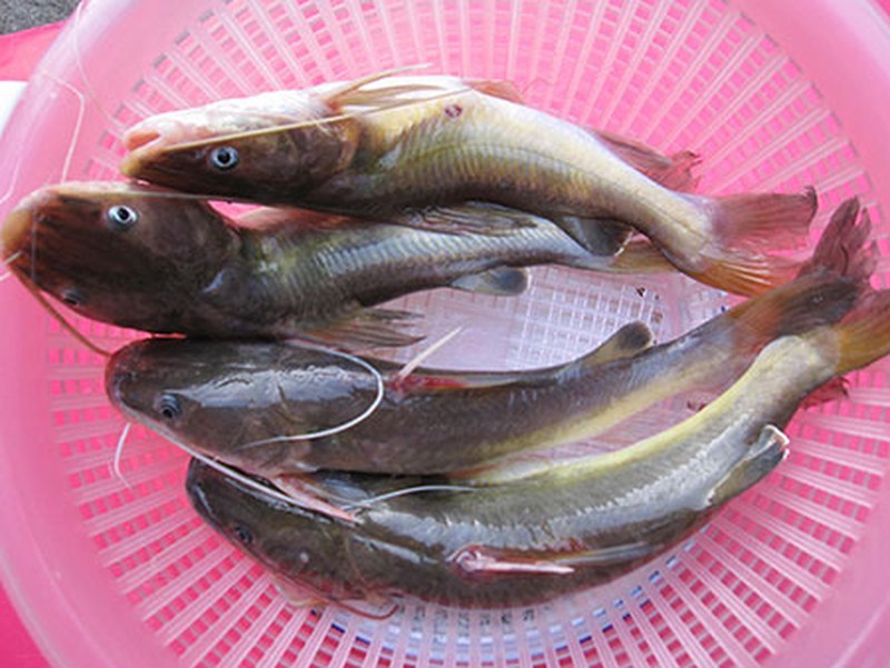 Mua Cá Lăng Tươi Ngon - Chắc Thịt - Giá Thành Hợp Lý Tại Hà Nội – Gọi 0916526868 03